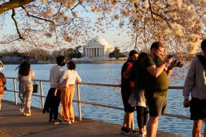 Washington Cherry Blossoms