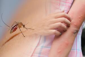 Dengue en Los Ángeles: Salud Pública confirma tres casos y pide tomar medidas preventivas