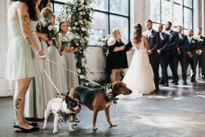 Perrros en una boda