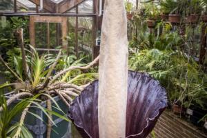 NETHERLANDS-BOTANICAL