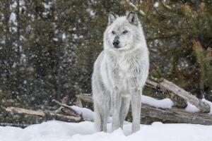 lobo-gris-nieve-bosque.jpg