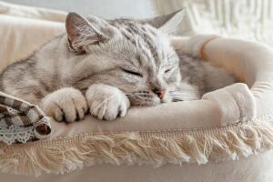 Gato dormido en su cama