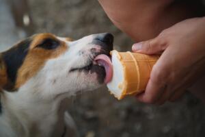 Cachorro tomando sorvete