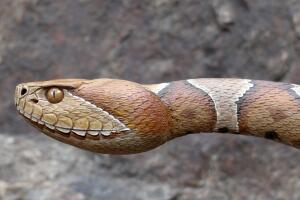 Copperhead snake 