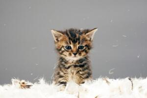 gato_filhote_-_animais_fofos.jpg