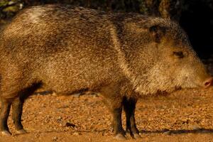 Nuevamente mujer fue mordida por una jabalina al sur de Arizona