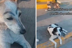 perritos_cejas_collage