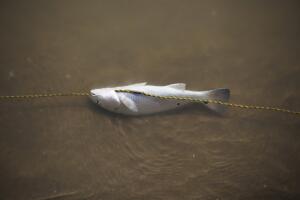 AMN-GEN MEXICO-PLAYA BAGDAD