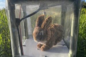 Python Hunting Robot Rabbits