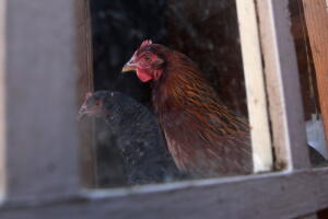 Backyard Chicken Farming In Urban Areas Gains In Popularity
