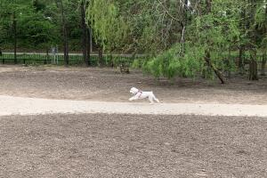 PERROS GALERIA/13-PERRO.jpg