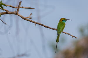 aves-vision_5.jpg