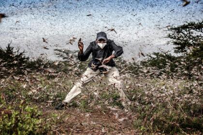Fotografías ganadoras del World Press Photo 2021 | Al Dia Media Herny Lenayasa, a Samburu man and chief of the settlement of Archers Post tries to scare away a massive swarm of locust ravaging an area next to Archers Post, Samburu County, Kenya on April 24, 2020. A locust plague fueled by unpredictable weather patterns up to 20 times larger than a wave two months earlier is threatening to devastate parts of East Africa. Locust has made already a devastating appearance in Kenya, two months after voracious swarms -some billions strong- ravaged big areas of land and just as the coronavirus outbreak has begun to disrupt livelihoods. In spite of coronavirus-related travel restrictions, international experts are in place to support efforts to eradicate the pest with measures including ground and aerial spraying. The Covid-19 pandemic has competed for funding, hampered movement and delayed the import of some inputs, including insecticides and pesticides. The UN Food and Agriculture Organisation (FAO) has called the locust outbreak, caused in part by climate change, “an unprecedented threat” to food security and livelihoods. Its officials have called this new wave some 20 times the size of the first. Photo: Luis Tato for The Washington Post
