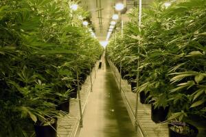 Marihuana dispensario