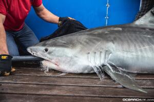 tiburones/tiburon.jpeg