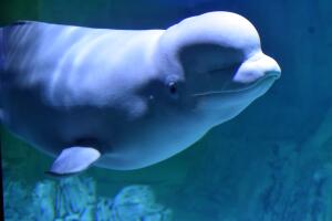 beluga-ballena-marino.jpg