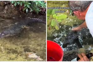 cocodrilo mascota.jpg