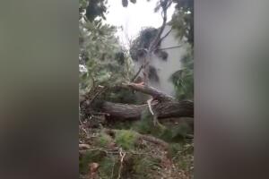 Magda Arzola D León.jpg