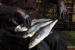 Venezuela Fishing In Oil