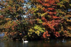 Los últimos rastros del otoño en NYC