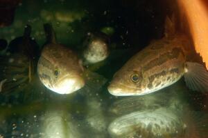 Landwalking "Snakehead" Fish Appears In Philadelphia
