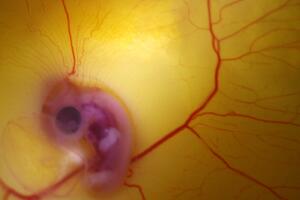 Embrión de pollo dinosaurio