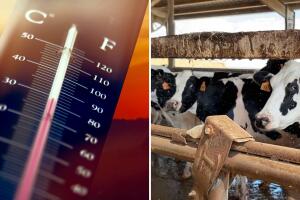Frente al calor extremo en California, los animales de ganado pueden llegar hasta la muerte.