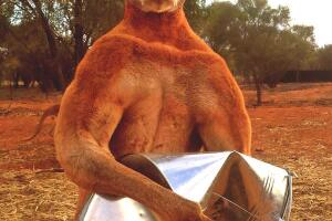 Canguro Roger