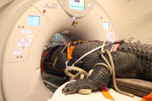 caiman en florida.jpg