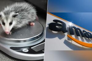 zarigüeya robo paquete amazon connecticut