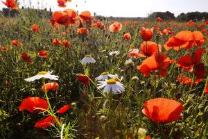 salud opiodes epidemia