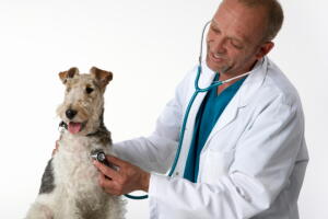 oncologia-veterinaria-2.jpg