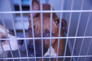 Caso de maltrato animal en Corona, California