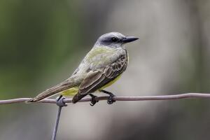 Couch's Kingbird, Tyrannus couchii. profile view on wire