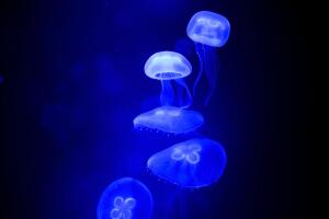 jellyfish.jpg