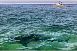 tiburones blancos nueva york nueva jersey