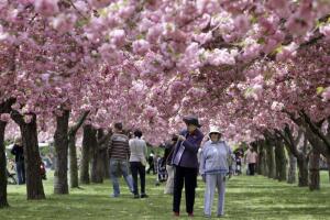 Los siete mejores lugares para ver cerezos en flor en la Ciudad de Nueva York.