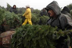 Árboles de navidad 2017