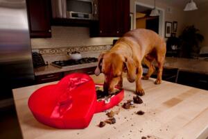 cachorrocomechocolate_thinkstock.jpg