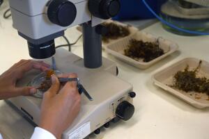 Scientists sargassum SEAWEED