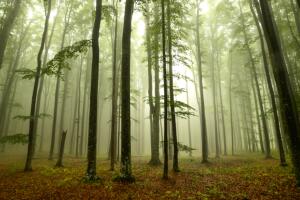 Bosque de árboles