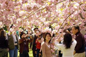 El Jardín Botánico de Brooklyn se viste de pétalos rosados