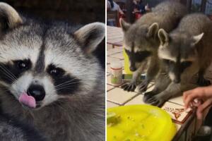 Restaurante mexicano se hace viral porque ofrece experiencia de comer con mapaches: así es