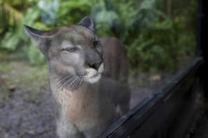 Florida Panther