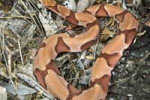 Copperhead.jpeg