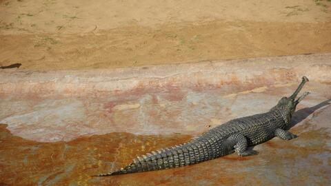 El gavial, un cocodrilo muy extraño y exótico | Explora | Univision