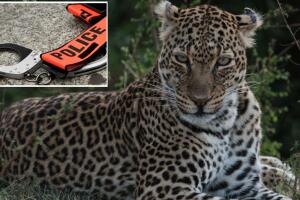 Acusan a un hombre de matar a su esposa luego de viajar a Africa para cazar un leopardo. 