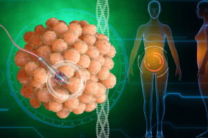 ovulacao-no-ciclo-menstrual-1.jpg