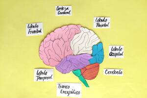 cerebro.jpg