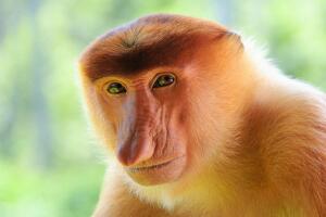 macaco-narigudo_abre.jpg